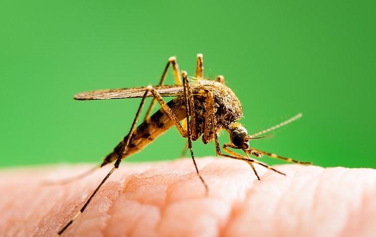 a mosquito biting a finger in tarrant county