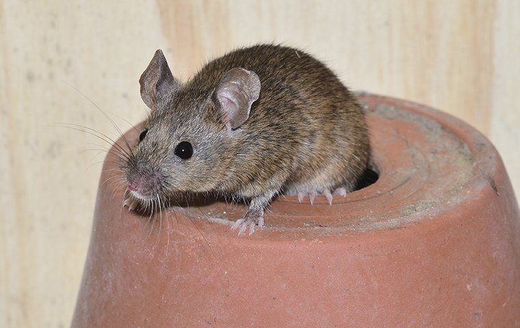close up of a house mouse in tarrant county