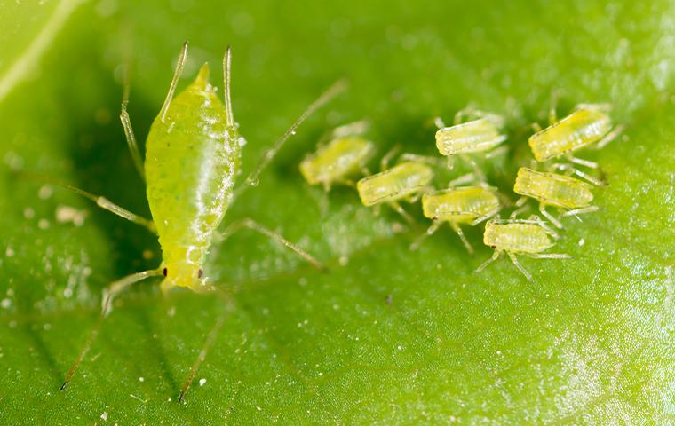 aphids on a leaf in tarrant county