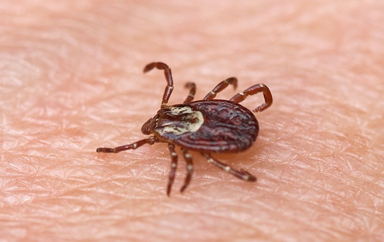 a tick on human skin in tarrant county