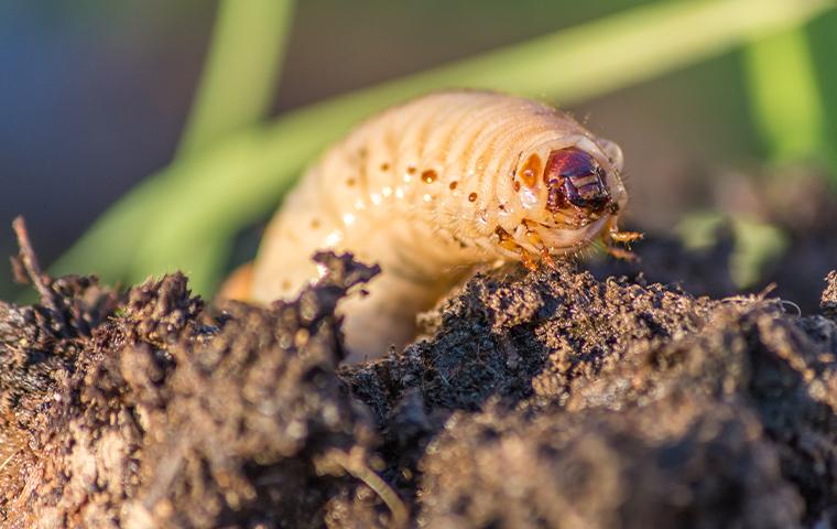 a grub in the dirt in tarrant county