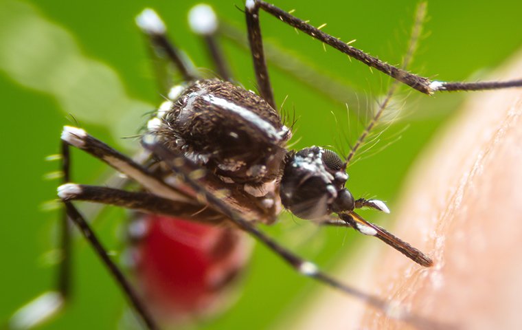 a mosquito on human skin in tarrant county