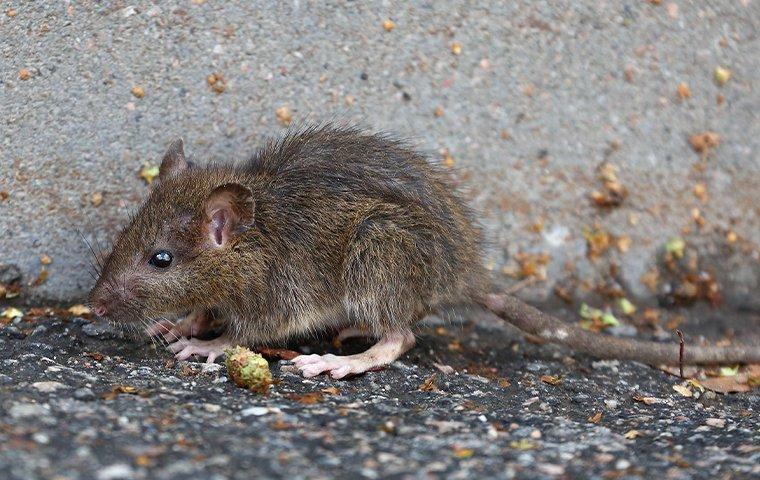 a rat on gravel in tarrant county