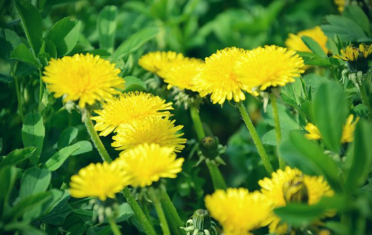 dandelions in tarrant county