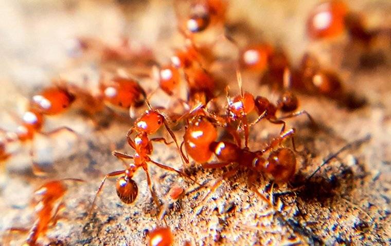 many fire ants on the ground