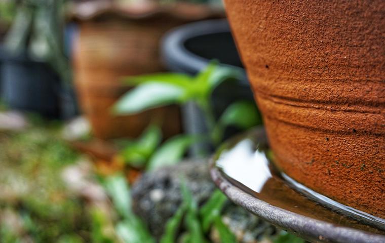 standing water under a plant pot in tarrant county