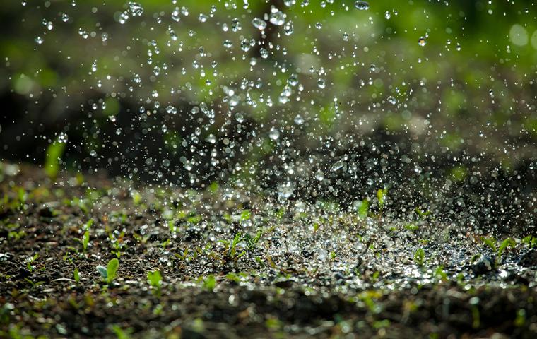 spray droplets falling on grass in tarrant county