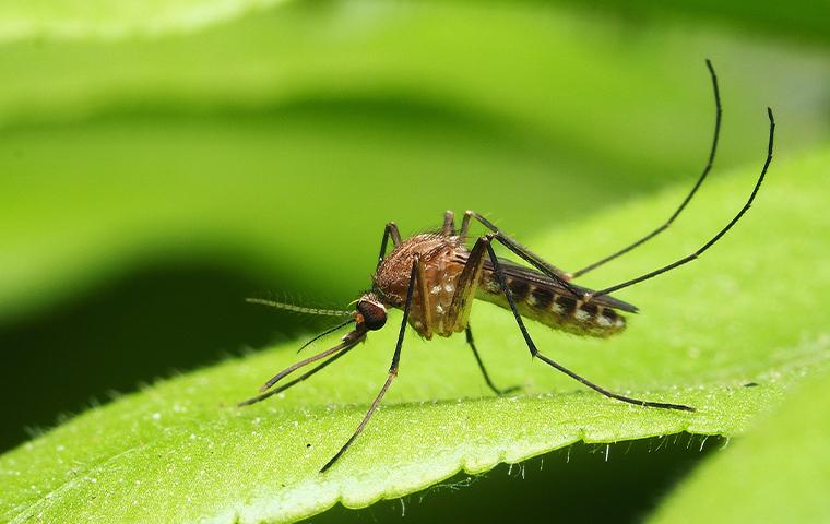 a mosquito on a leaf in tarrant county