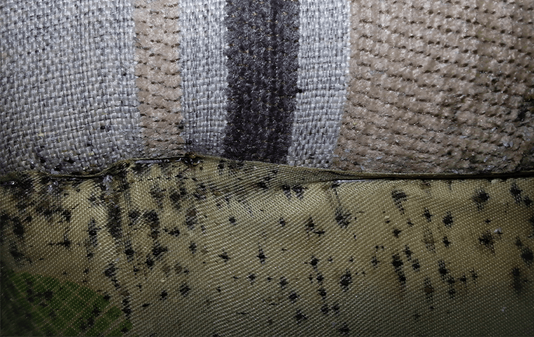 bed bugs on cloth