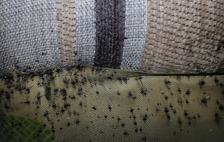 bed bugs and bed bug droppings