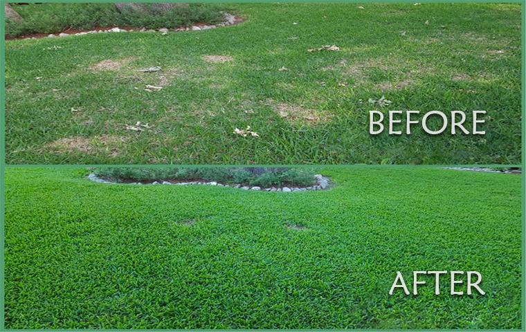 before and after shot of treated grass in tarrant county