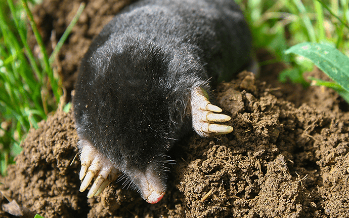 mole digging into ground