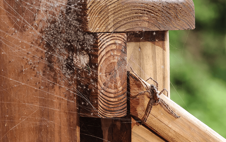 a  web with a spider in it  on wood