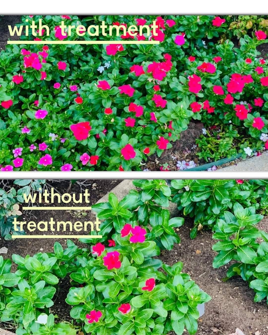 before and after image of treatment on flower bed