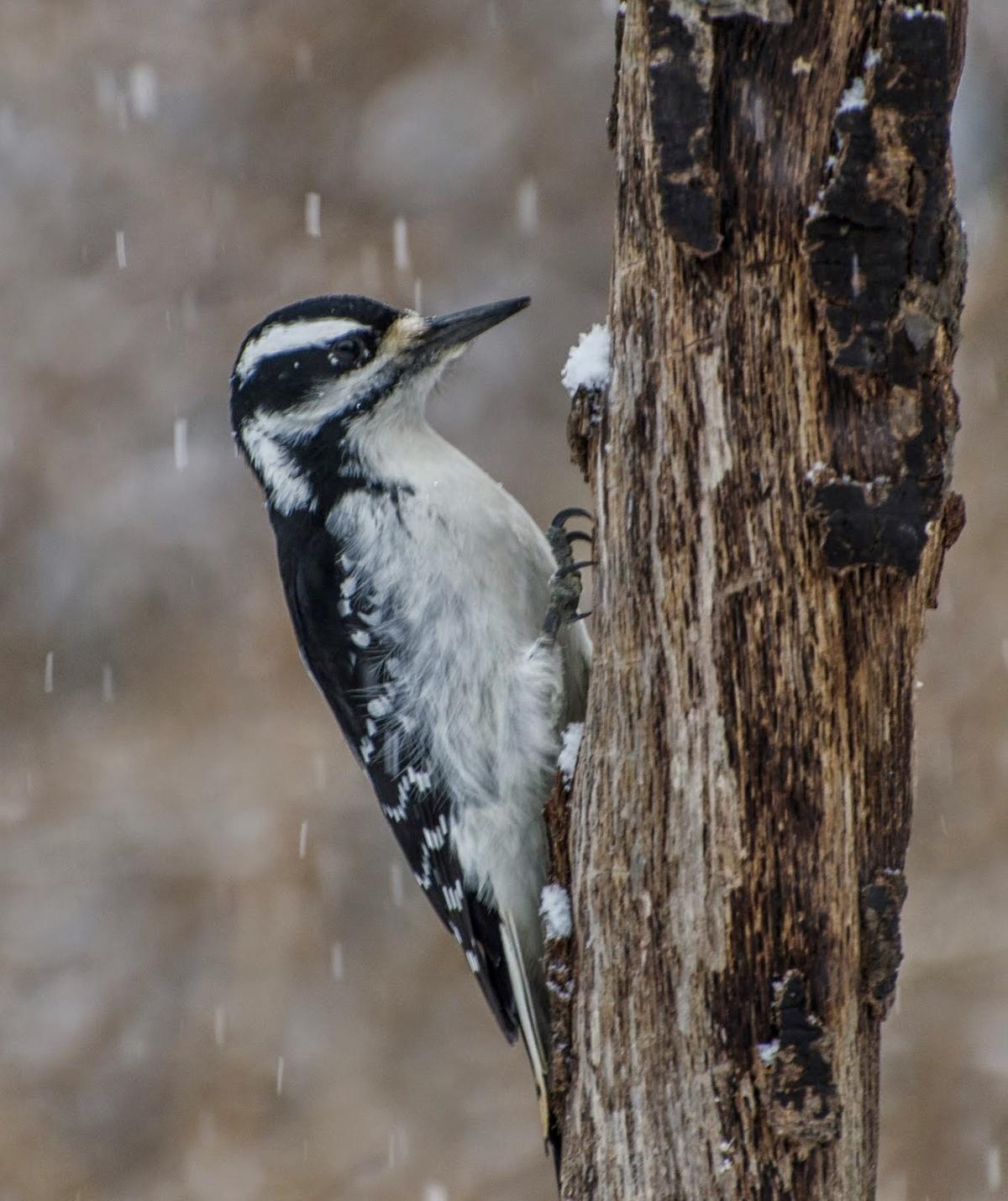 Hairy Woodpecker. Photo credit: Jean Polfus