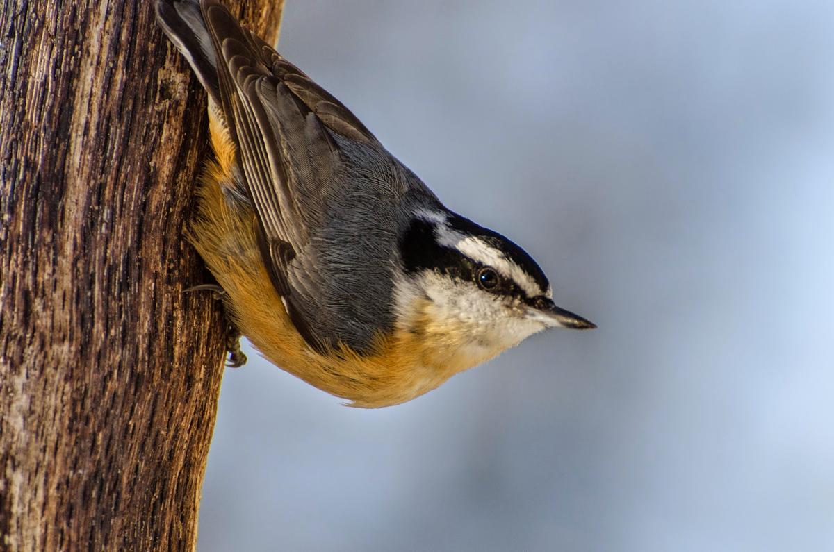 Red-breasted Nuthatch. Photo credit: Jean Polfus