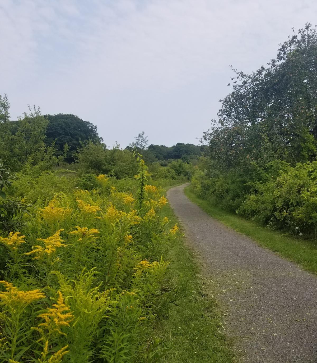 Goldenrod along Eleanor's Trail. Photo credit: Enock Glidden