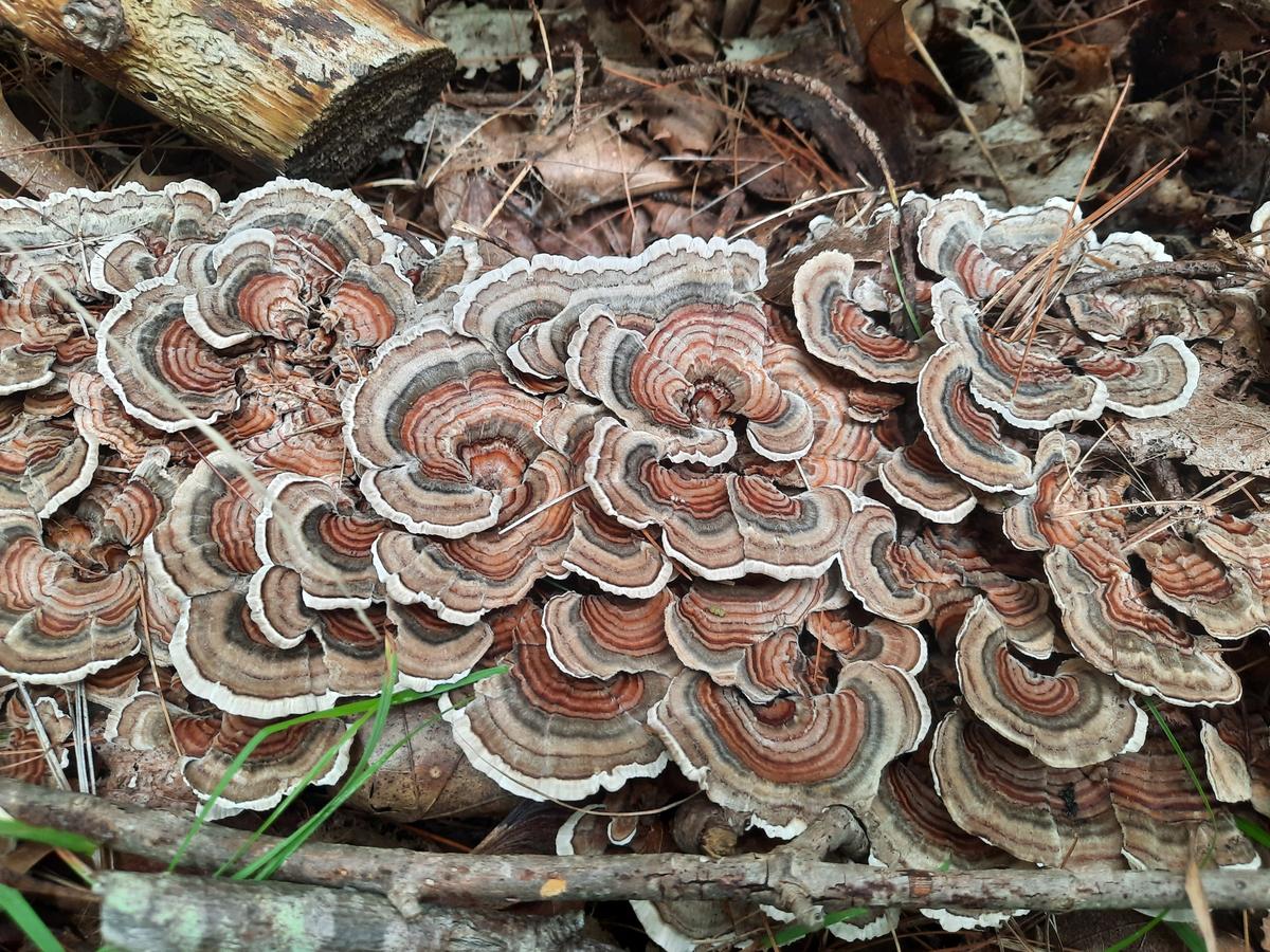 Interesting fungus along the trail. Photo credit: Enock Glidden