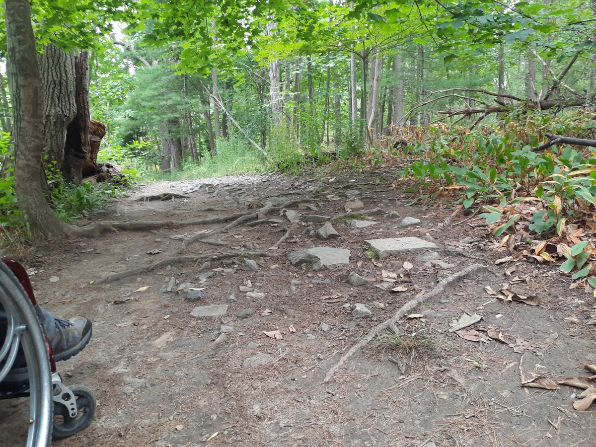 A section of trail with some roots and rocks.