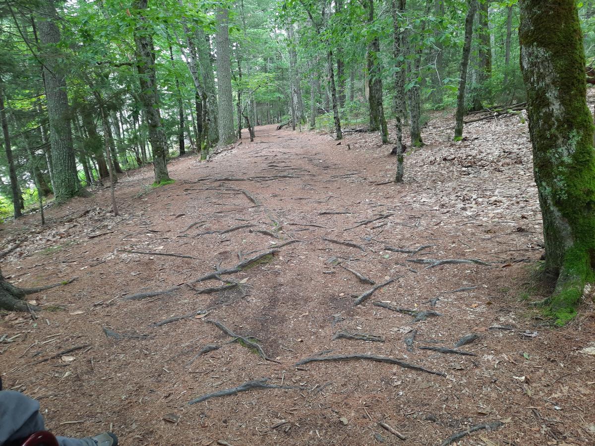 Roots along the Pond Trail.