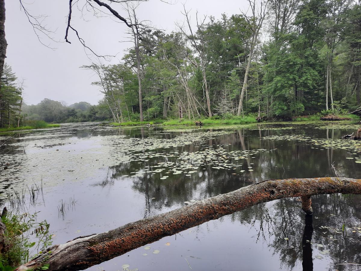 The tranquil pond. Photo credit: Enock Glidden