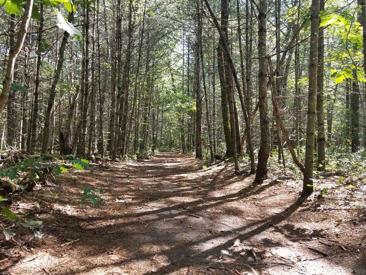 Trail surface on the White Trail (with red blazes). Photo credit: Enock Glidden