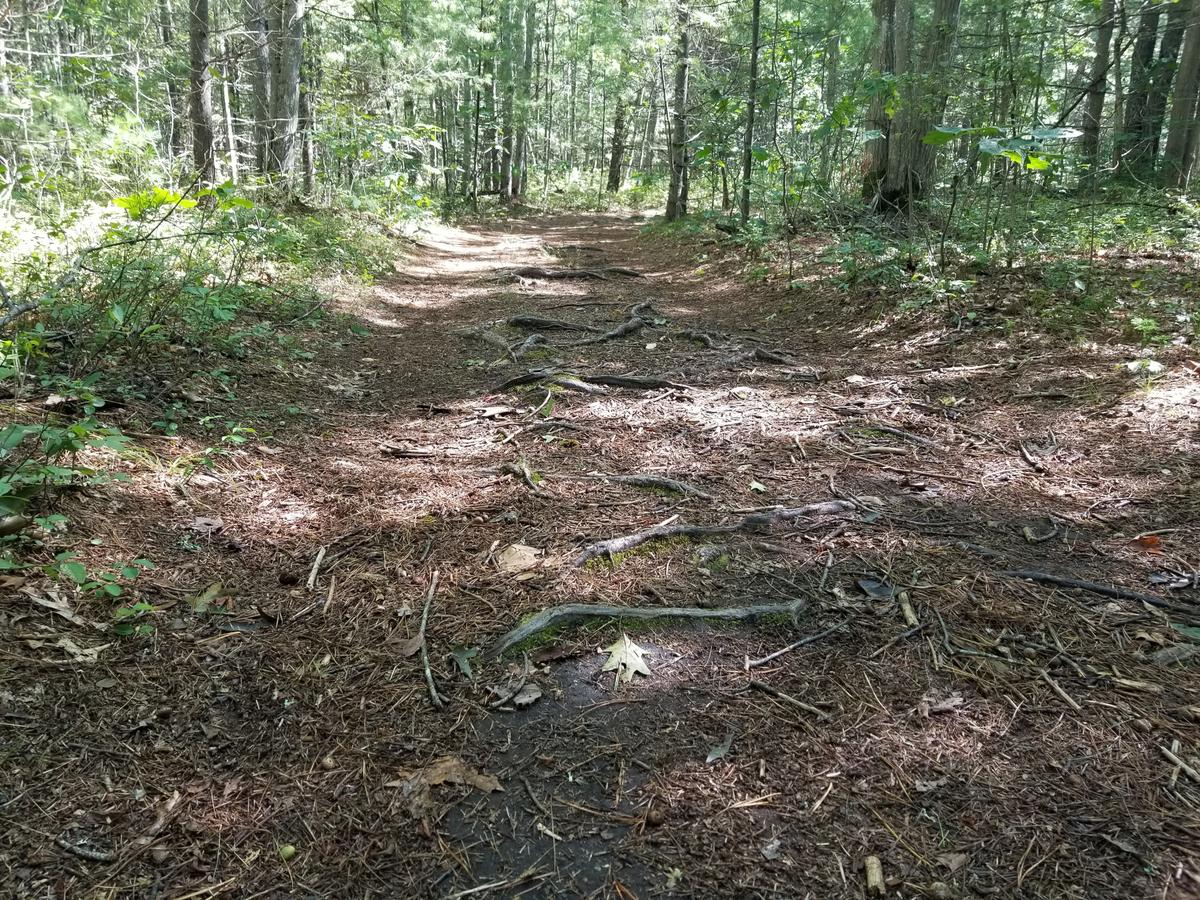 A short rooty section of the trail. Photo credit: Enock Glidden