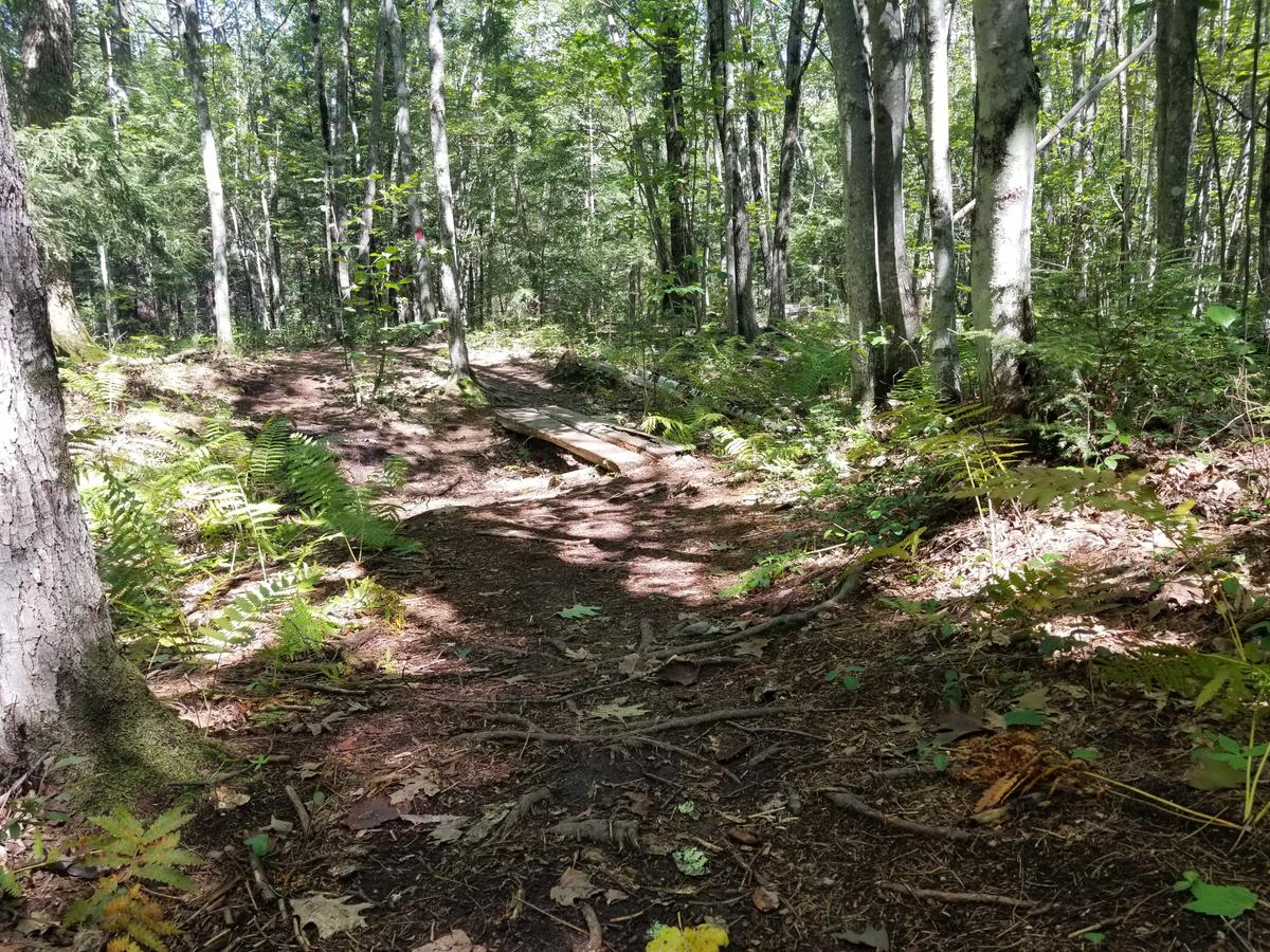 Bumpy trail surface on the Blue Trail (with red blazes). Photo credit: Enock Glidden