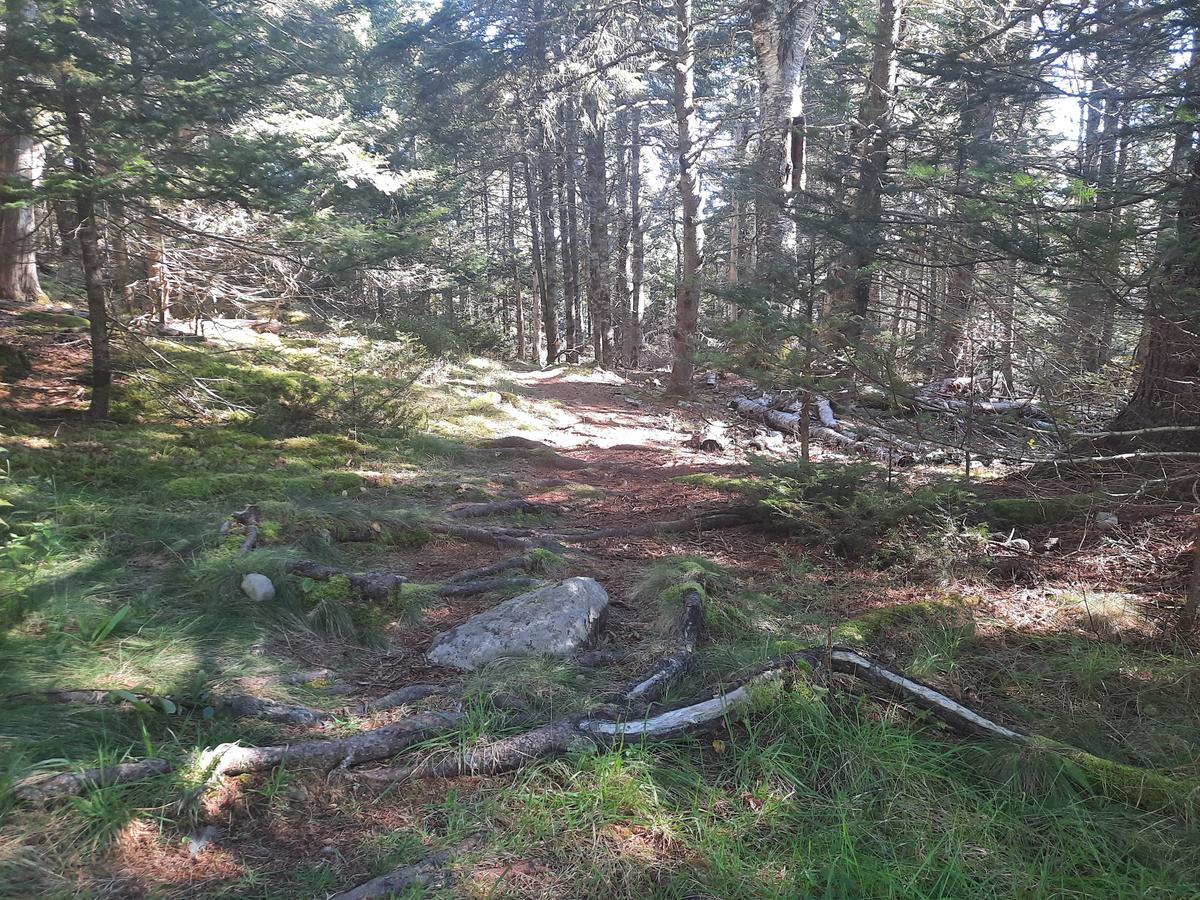 Rocks and roots on the Shore Trail. Photo credit: Enock Glidden