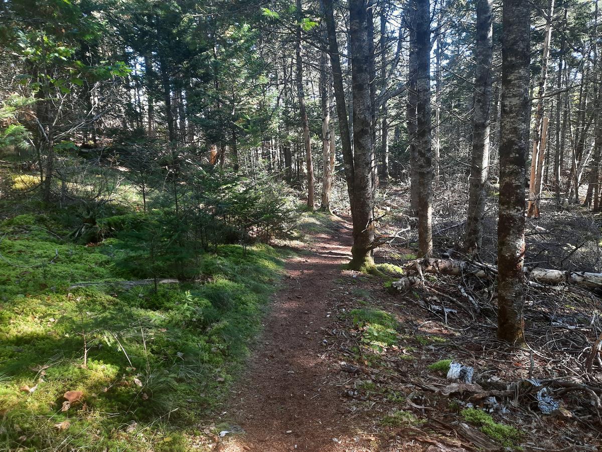 Narrow treadway on the Shore Trail. Photo credit: Enock Glidden