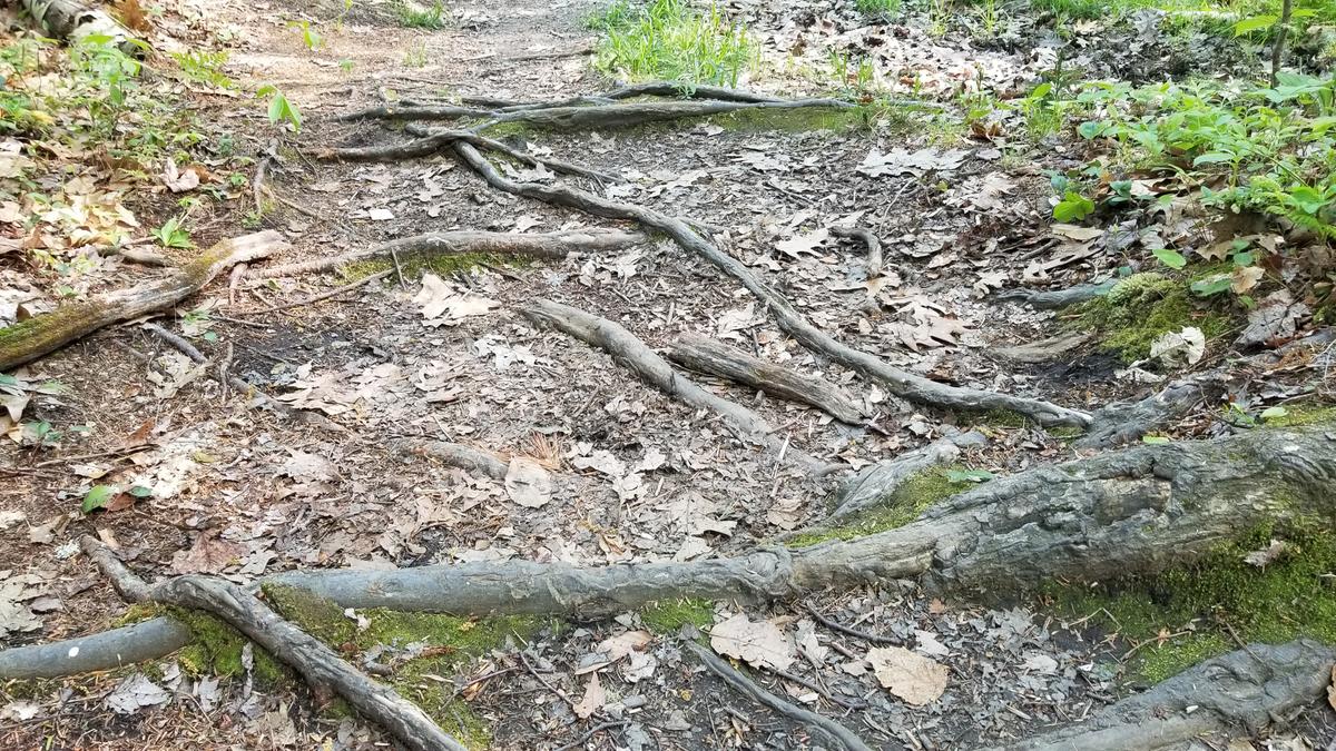 A tangle of roots across the trail.