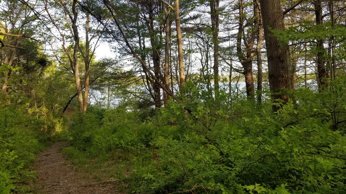 A glimpse of the water through the trees.