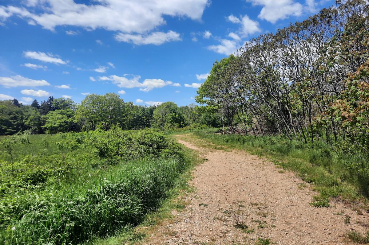 The old road going into Curtis Farm Preserve.