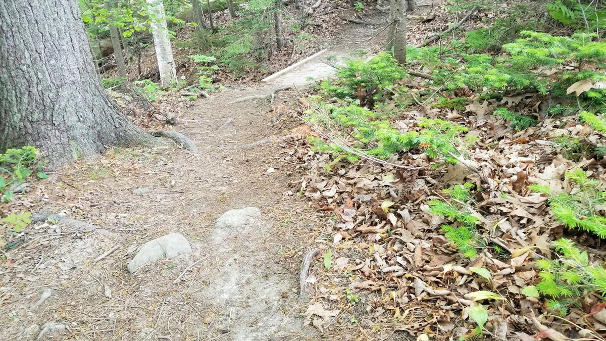 Downhill with rocks, roots and a bridge.