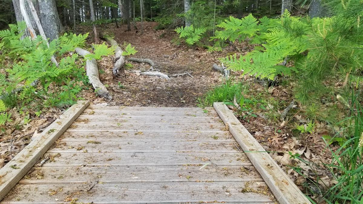 Bridge with roots following on the other woods trail.