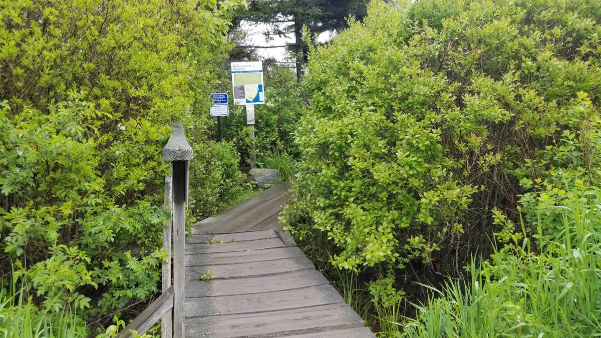 Narrow boardwalk at the south end of the trail.