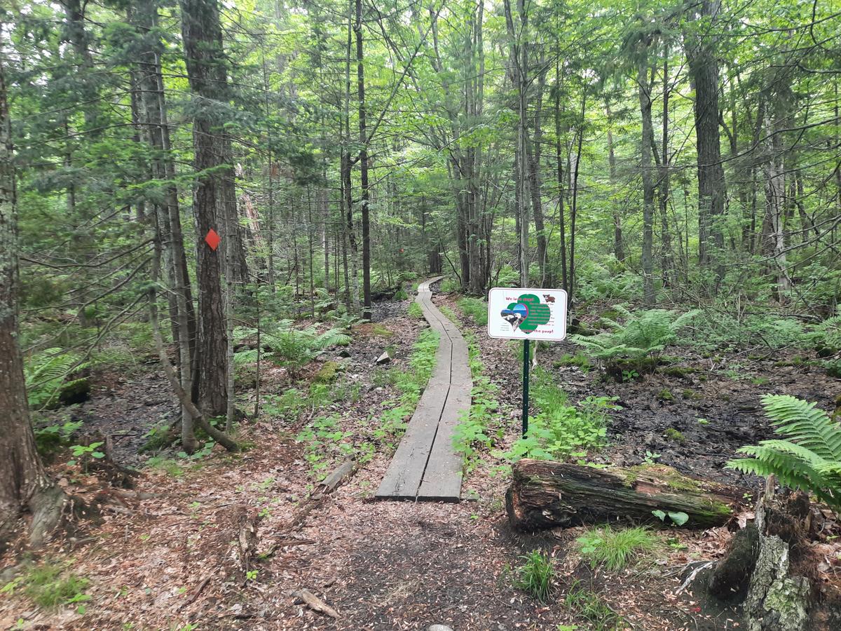 The first of two trails that leave from the parking lot with bog bridges right away.