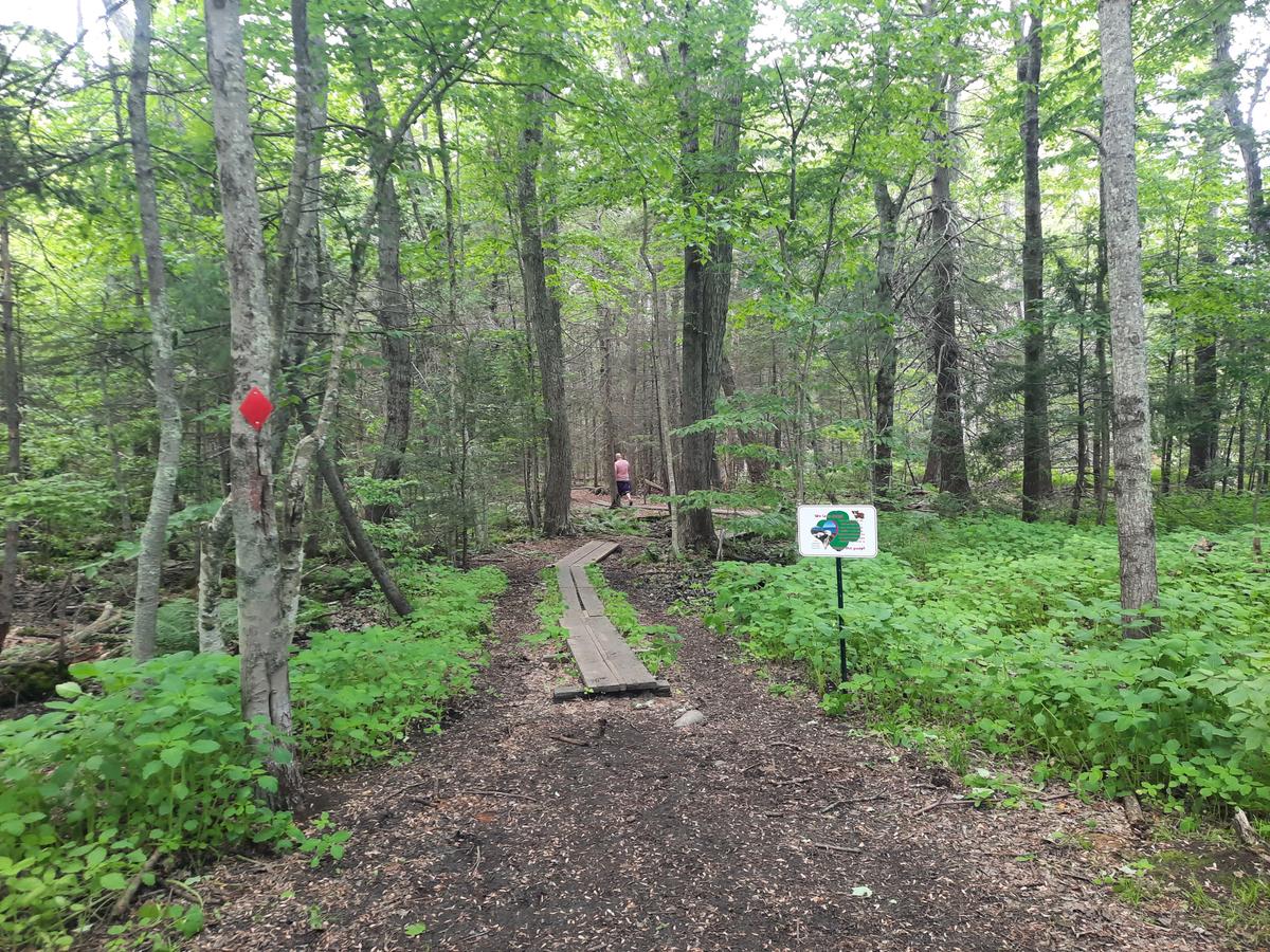 The second trail, starting out with bog bridges.