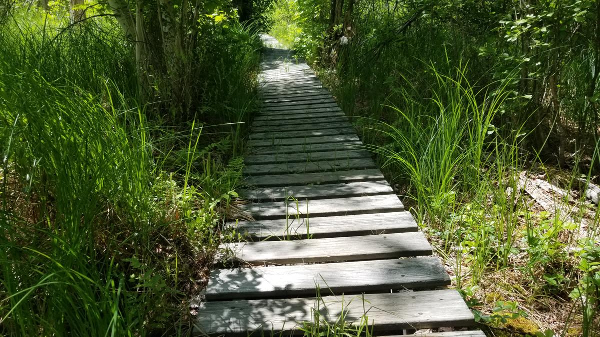 The boardwalk with wide spaces between each board.