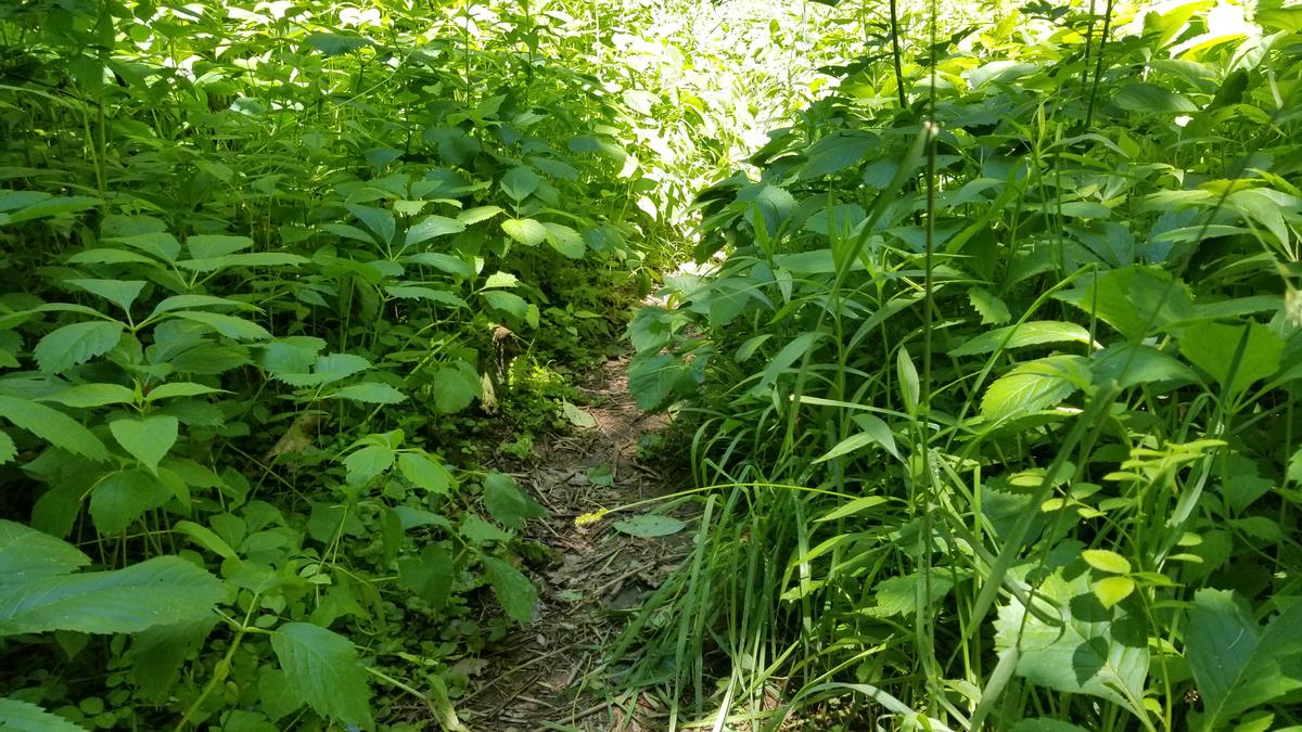Trail through the dense vegetation.