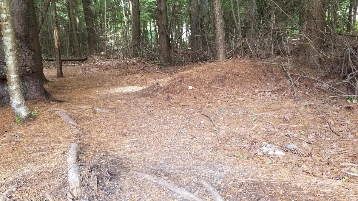Tricky trail section in the woods with a side slope and roots.