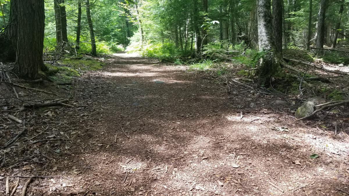Wood chip surface of the trails.