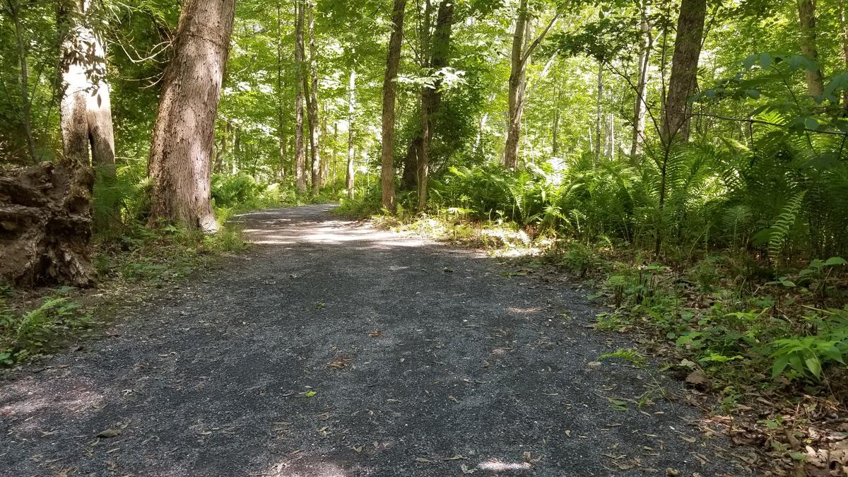 Trail through the woods.