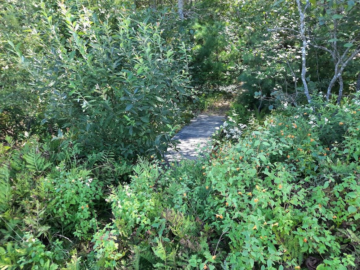 Boardwalk with overgrown vegetation.