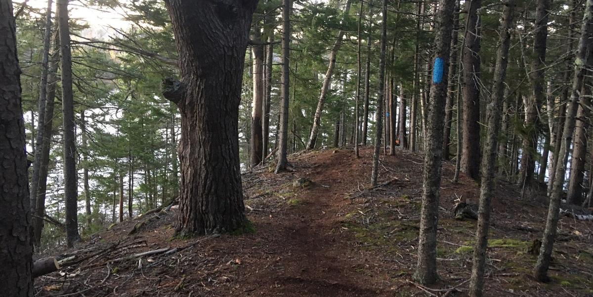 New trail at Jordan Homestead, a Frenchman Bay Conservancy preserve