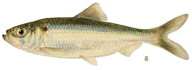 The unassuming alewife may not look like it can migrate hundreds of miles, but small can be mighty!