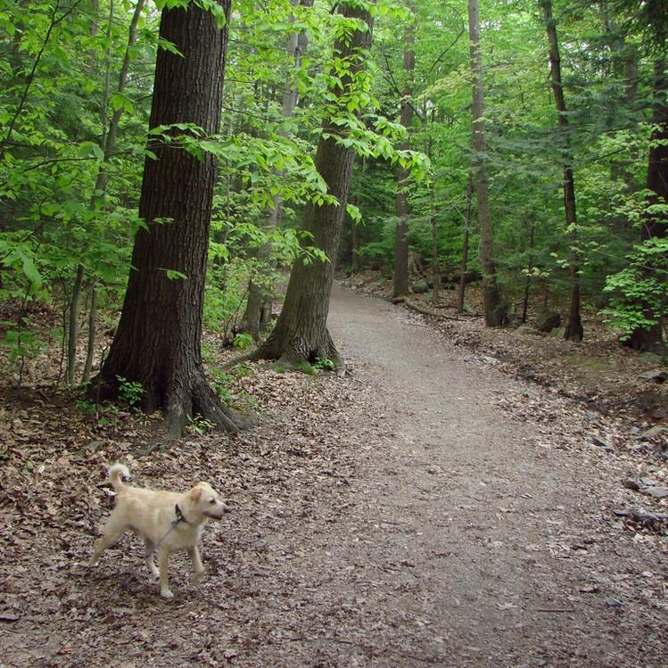 A wide woodland path.