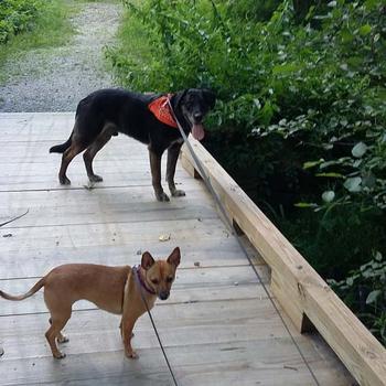 Diego and Zoey at Minot Community Trails. Photo: Charlie Franklin