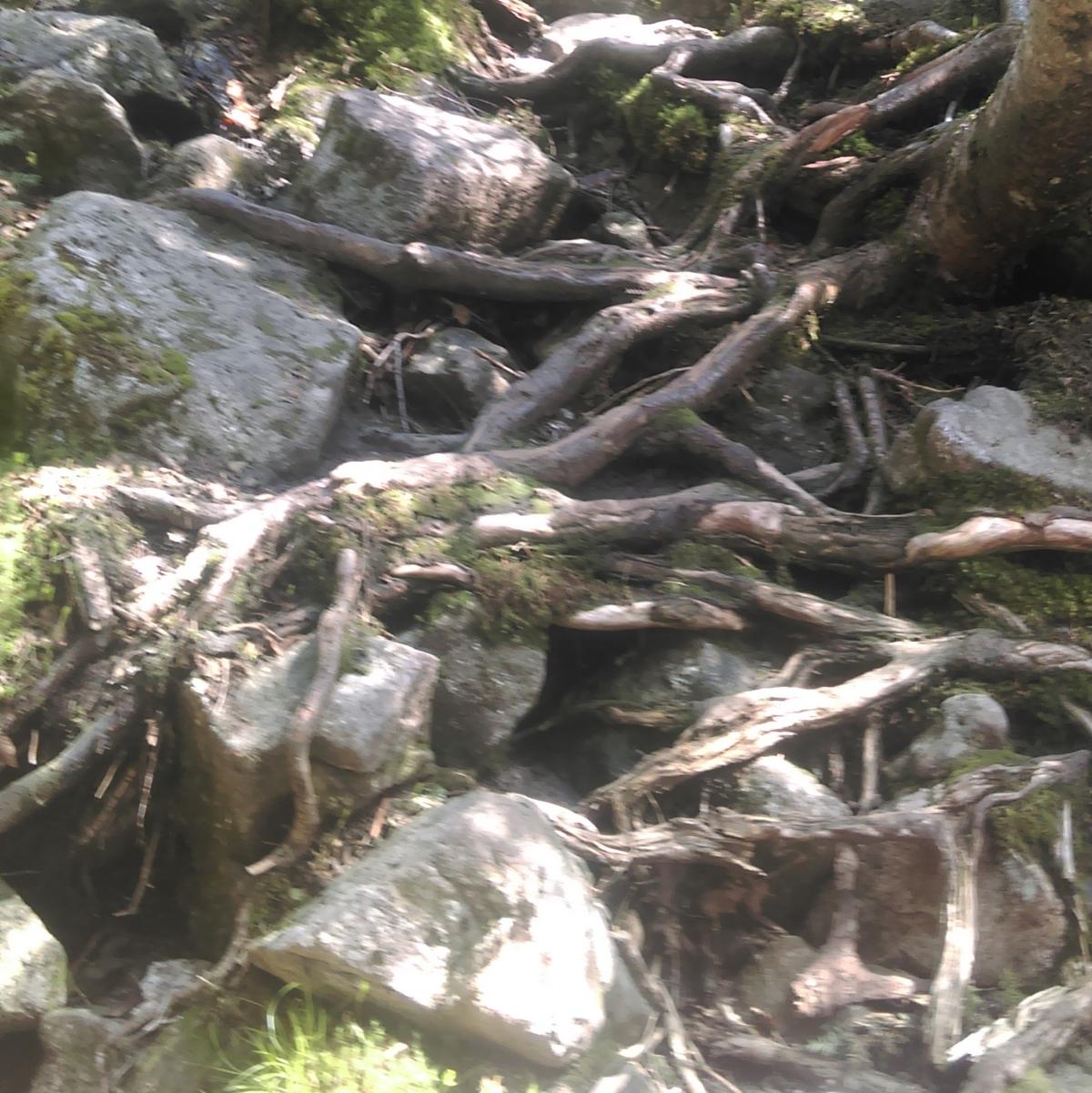 rocks and exposed roots on a trail
