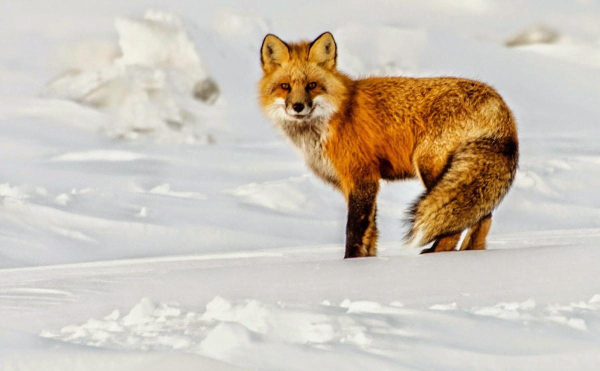 Free picture: fox, fur, forest, snow, wild animal, cold, winter